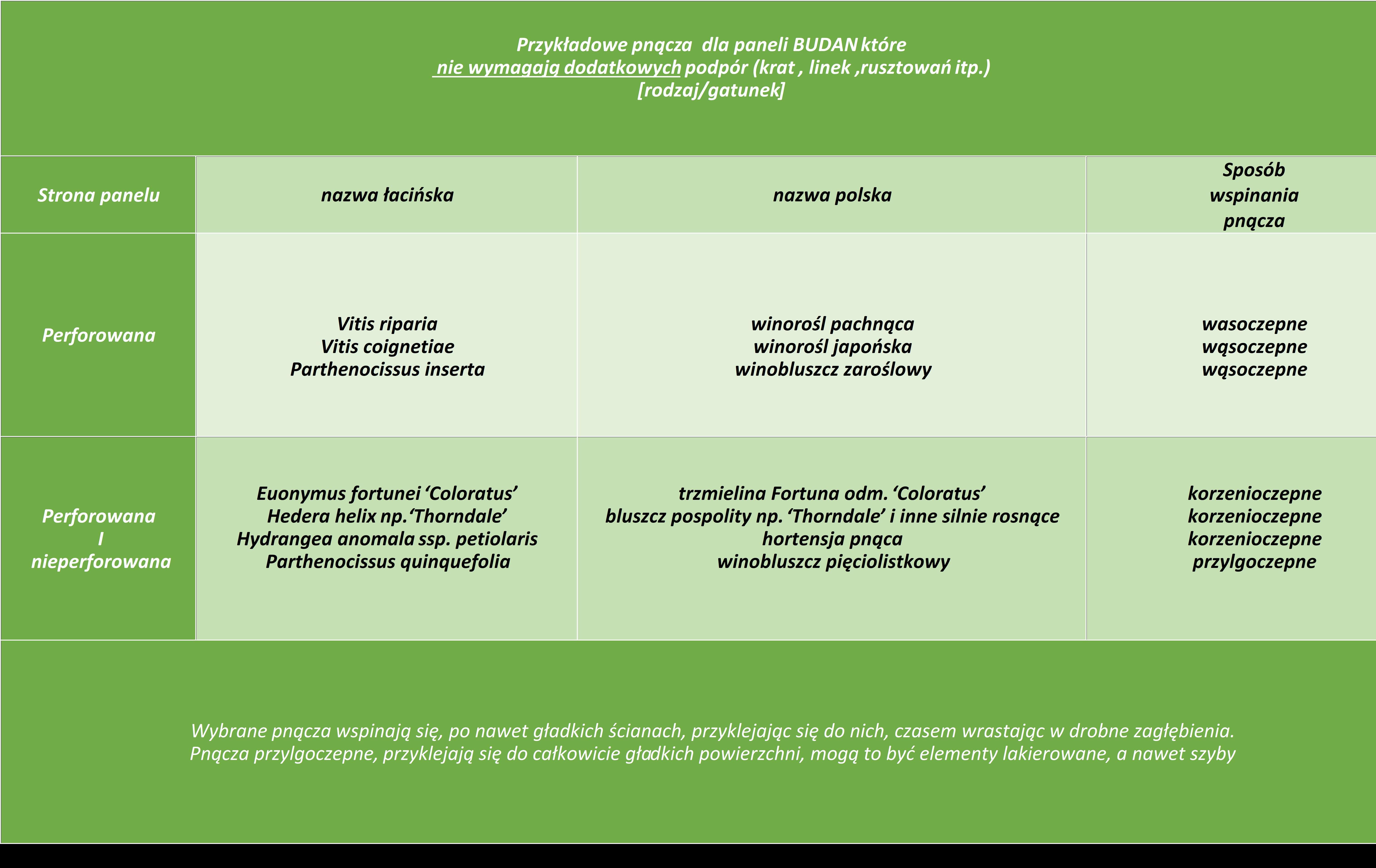 Pnącza na panelach Budan